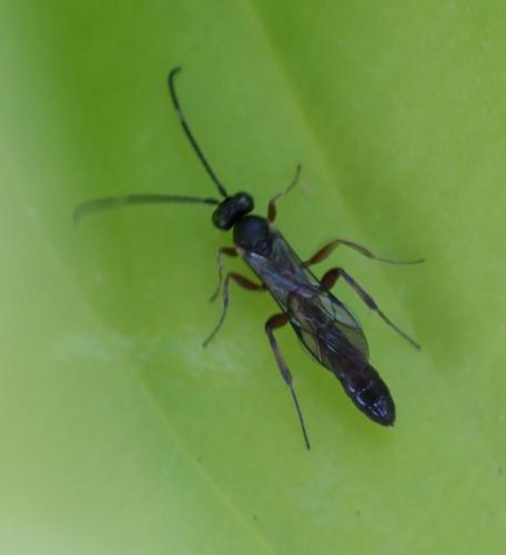 Callidora albovincta